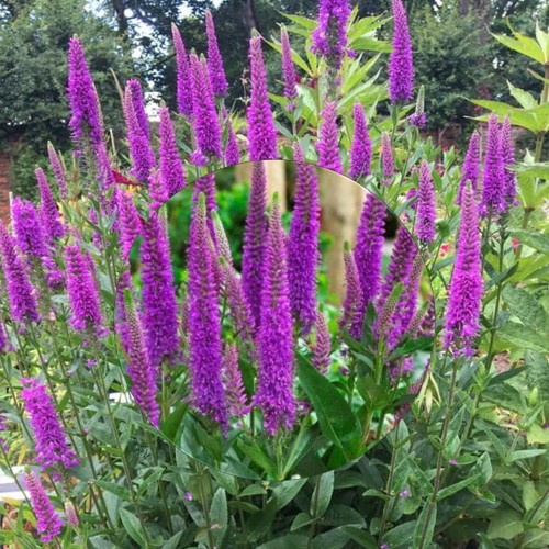 Veronica longifolia 'Purpleicious' - Pikalehine mailane 'Purpleicious' P11/0,75L